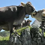 Berghof 3* バート・ヒンデラング
